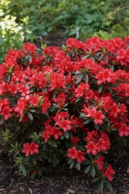 Japanische Azalee Azalea (J) 'Hot Shot' Strauch 20-30 Topf 2 ltr. (C2) Azalea japonica 'Hot Shot' Strauch 20-30 cm