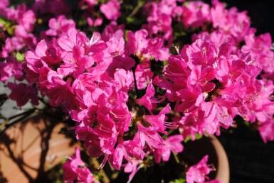 Japanische Azalee Azalea (J) 'Kermesina' Strauch 20-30 Topf 2 ltr. (C2) Azalea japonica 'Kermesina' Strauch 20-30 cm