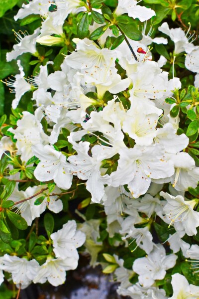 Japanische Azalee Azalea (J) 'Pleasant White' Strauch 20-30 Topf 2 ltr. (C2) Azalea japonica 'Pleasant White' Strauch 20-30 cm