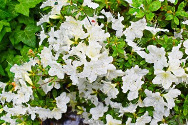 Japanische Azalee Azalea (J) 'Pleasant White' Strauch 20-30 Topf 2 ltr. (C2) Azalea japonica 'Pleasant White' Strauch 20-30 cm