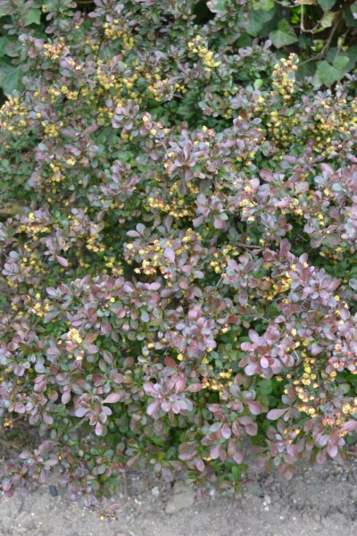 Zwerg-Blutberberitze Berberis thunbergii 'Atropurpurea Nana' Strauch 30-40 Topf 3 ltr. (C3) Berberis thunbergii 'Atropurpurea Nana' Strauch 30-40 cm