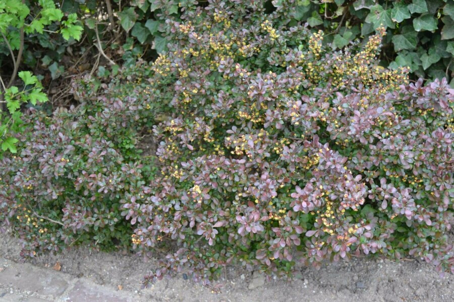 Zwerg-Blutberberitze Berberis thunbergii 'Atropurpurea Nana' Strauch 20-30 Topf 2 ltr. (C2) Berberis thunbergii 'Atropurpurea Nana' Strauch 20-30 cm