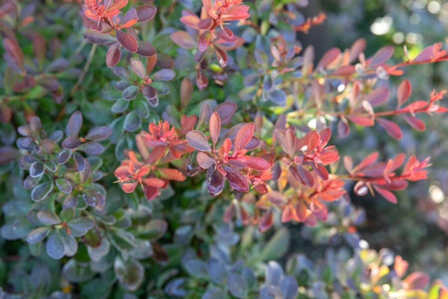 Rote Zwergkugelberberitze Berberis thunbergii 'Bagatelle' Strauch 30-40 Topf 10 ltr. (C10) Berberis thunbergii 'Bagatelle' Strauch 30-40 cm