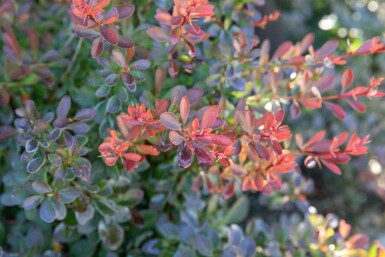 Rote Zwergkugelberberitze Berberis thunbergii 'Bagatelle' Strauch 30-40 Topf 10 ltr. (C10) Berberis thunbergii 'Bagatelle' Strauch 30-40 cm