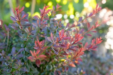 Rote Zwergkugelberberitze Berberis thunbergii 'Bagatelle' Strauch 30-40 Topf 10 ltr. (C10) Berberis thunbergii 'Bagatelle' Strauch 30-40 cm