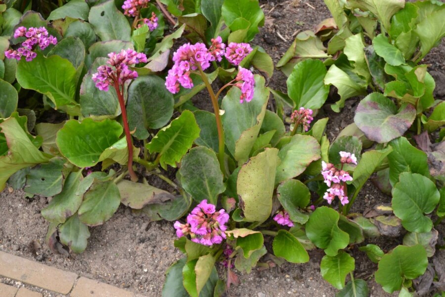 Herzblättrige Bergenie Bergenia cordifolia 10-15 Topf 2 ltr. (C2) Bergenia cordifolia