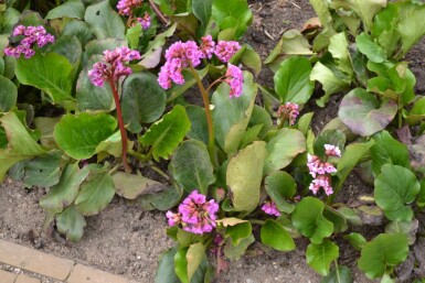Herzblättrige Bergenie Bergenia cordifolia 10-15 Topf 2 ltr. (C2) Bergenia cordifolia