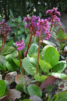 Herzblättrige Bergenie Bergenia cordifolia 5-10 Topf 9x9 cm (P9) Bergenia cordifolia