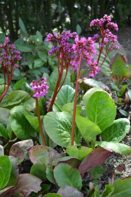 Herzblättrige Bergenie Bergenia cordifolia 5-10 Topf 9x9 cm (P9)