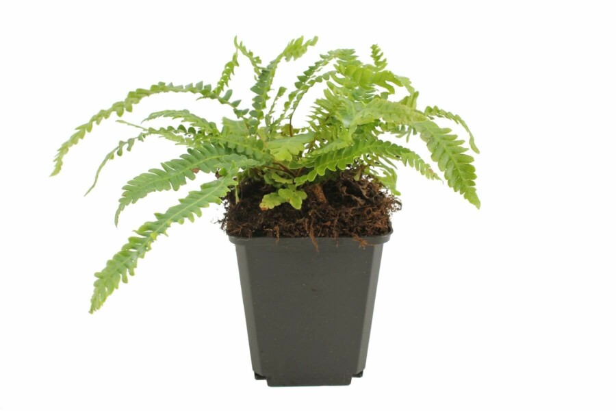 Rippenfarn Blechnum spicant 5-10 Topf 9x9 cm (P9) Blechnum spicant