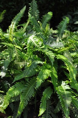 Blechnum spicant