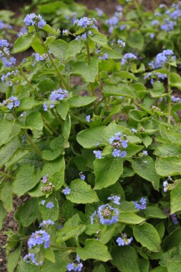 Kaukasus-Vergissmeinnicht Brunnera macrophylla 5-10 Topf 9x9 cm (P9) Brunnera macrophylla