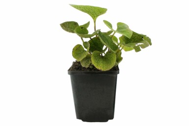Kaukasus-Vergissmeinnicht Brunnera macrophylla 5-10 Topf 9x9 cm (P9) Brunnera macrophylla
