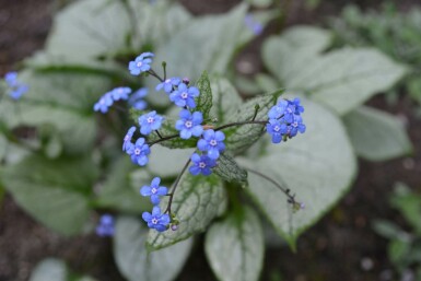 Silberiges Garten-Vergissmeinnicht Brunnera macrophylla 'Jack Frost' 20-30 Topf 5 ltr. (C5) Brunnera macrophylla 'Jack Frost'