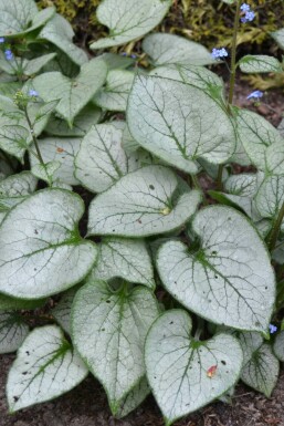 Silberiges Garten-Vergissmeinnicht Brunnera macrophylla 'Jack Frost' 5-10 Topf 9x9 cm (P9)