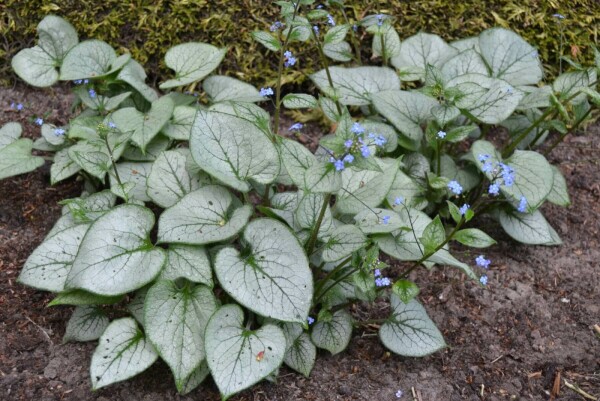 Silberiges GartenVergissmeinnicht Brunnera macrophylla 'Jack Frost