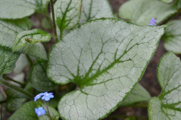 Silberiges GartenVergissmeinnicht Brunnera macrophylla 'Jack Frost