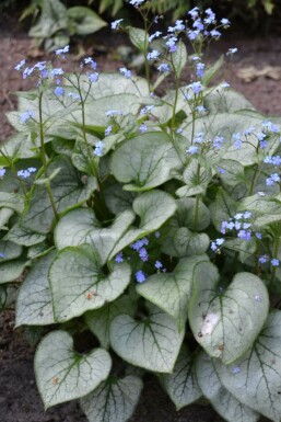 Silberiges Garten-Vergissmeinnicht Brunnera macrophylla 'Jack Frost' 5-10 Topf 9x9 cm (P9)