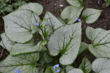 Silberiges Garten-Vergissmeinnicht Brunnera macrophylla 'Jack Frost' 5-10 Topf 9x9 cm (P9)