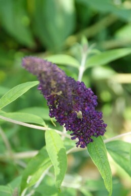 Schmetterlingsstrauch BuddleJa davidii 'Black Knight' Strauch 80-100 Topf 12 ltr. (C12) Buddleja davidii 'Black Knight' Strauch 80-100 cm