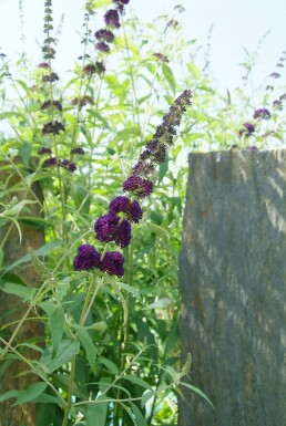 Schmetterlingsstrauch BuddleJa davidii 'Black Knight' Strauch 30-40 Topf 3 ltr. (C3) Buddleja davidii 'Black Knight' Strauch 30-40 cm