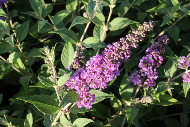Sommerflieder BuddleJa davidii 'Blue Chip' Strauch 20-30 Topf 3 ltr. (C3) Buddleja davidii 'Blue Chip' Strauch 20-30 cm
