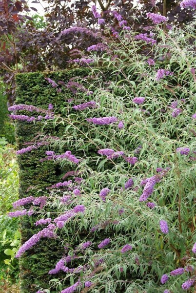 Schmetterlingsstrauch BuddleJa davidii 'Nanho Blue' Strauch 20-30 Topf 2 ltr. (C2) Buddleja davidii 'Nanho Blue' Strauch 20-30 cm