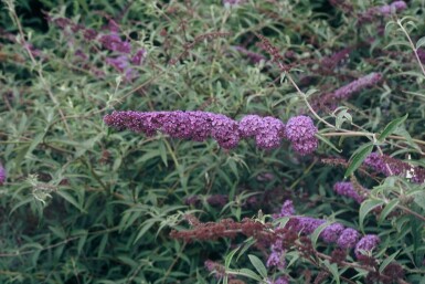 Schmetterlingsstrauch BuddleJa davidii 'Nanho Blue' Strauch 20-30 Topf 2 ltr. (C2) Buddleja davidii 'Nanho Blue' Strauch 20-30 cm