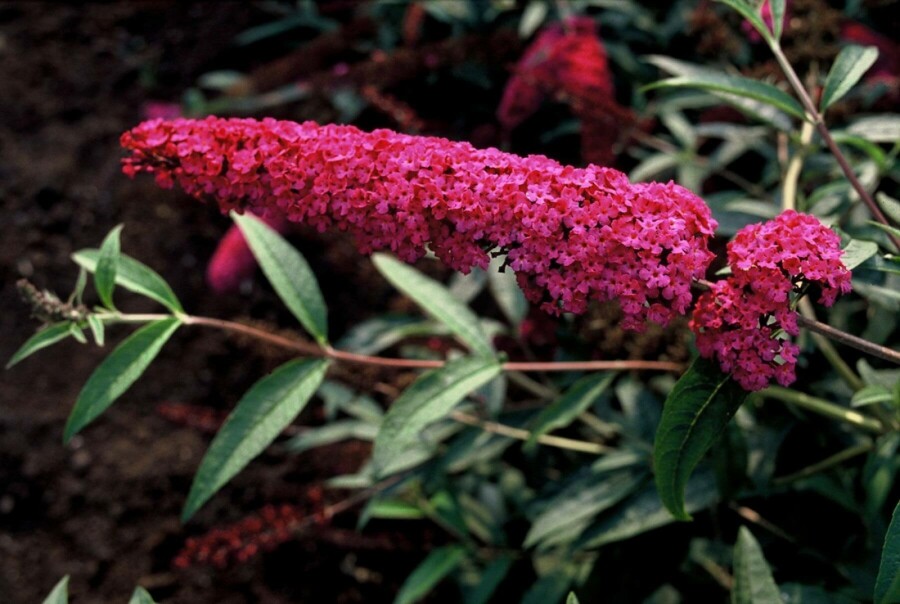 Schmetterlingsstrauch BuddleJa davidii 'Royal Red' Strauch 30-40 Topf 10 ltr. (C10) Buddleja davidii 'Royal Red' Strauch 30-40 cm