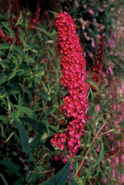 Schmetterlingsstrauch BuddleJa davidii 'Royal Red' Strauch 60-80 Topf 12 ltr. (C12) Buddleja davidii 'Royal Red' Strauch 60-80 cm