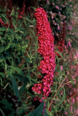 Schmetterlingsstrauch BuddleJa davidii 'Royal Red' Strauch 30-40 Topf 3 ltr. (C3) Buddleja davidii 'Royal Red' Strauch 30-40 cm