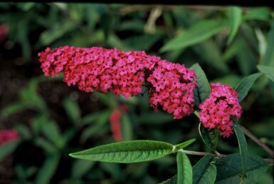 Schmetterlingsstrauch BuddleJa davidii 'Royal Red' Strauch 30-40 Topf 3 ltr. (C3) Buddleja davidii 'Royal Red' Strauch 30-40 cm