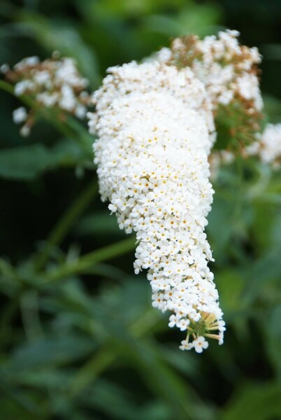 Schmetterlingsflieder BuddleJa davidii 'White Profusion' Strauch 80-100 Topf 12 ltr. (C12) Buddleja davidii 'White Profusion' Strauch 80-100 cm