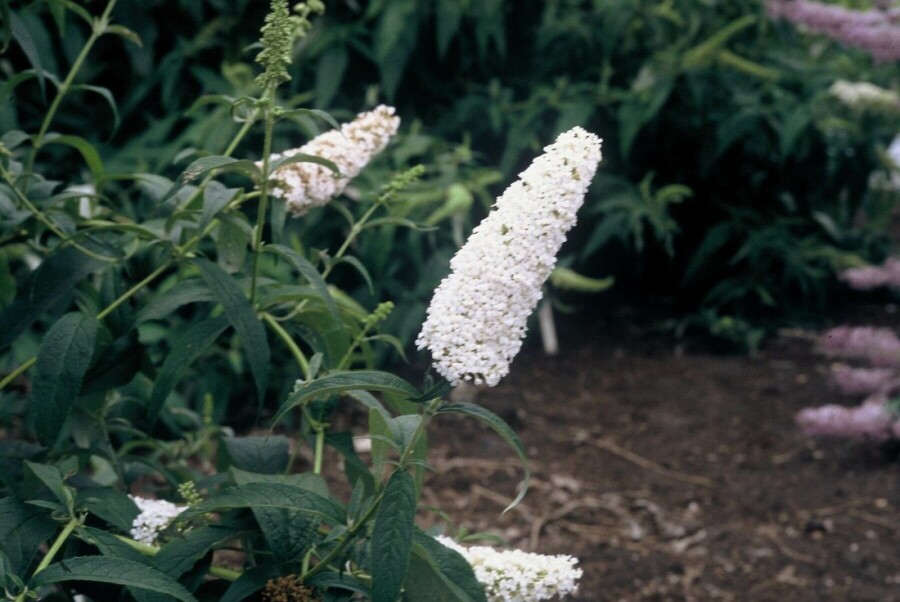 Schmetterlingsflieder BuddleJa davidii 'White Profusion' Strauch 30-40 Topf 3 ltr. (C3) Buddleja davidii 'White Profusion' Strauch 30-40 cm