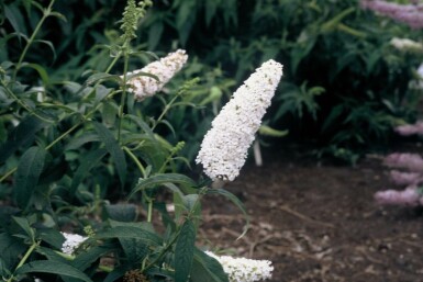 Schmetterlingsflieder BuddleJa davidii 'White Profusion' Strauch 30-40 Topf 3 ltr. (C3) Buddleja davidii 'White Profusion' Strauch 30-40 cm