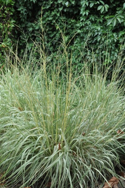 Gestreiftes Garten-Reitgras Calamagrostis acutiflora 'Overdam' 5-10 Topf 9x9 cm (P9) Calamagrostis acutiflora 'Overdam'