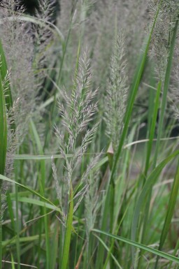 Diamant Reitgras Calamagrostis brachytricha 5-10 Topf 9x9 cm (P9) Calamagrostis brachytricha