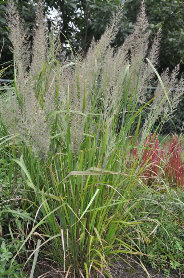 Diamant Reitgras Calamagrostis brachytricha 5-10 Topf 9x9 cm (P9) Calamagrostis brachytricha