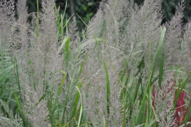 Diamant Reitgras Calamagrostis brachytricha 5-10 Topf 9x9 cm (P9) Calamagrostis brachytricha