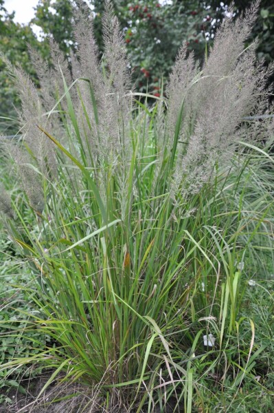 Diamant Reitgras Calamagrostis brachytricha 5-10 Topf 9x9 cm (P9) Calamagrostis brachytricha