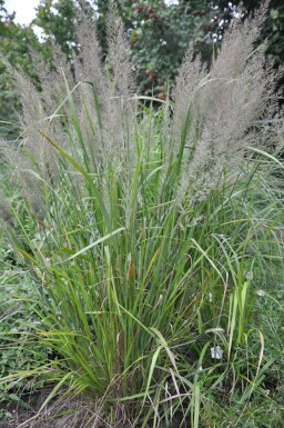 Diamant Reitgras Calamagrostis brachytricha 5-10 Topf 9x9 cm (P9) Calamagrostis brachytricha