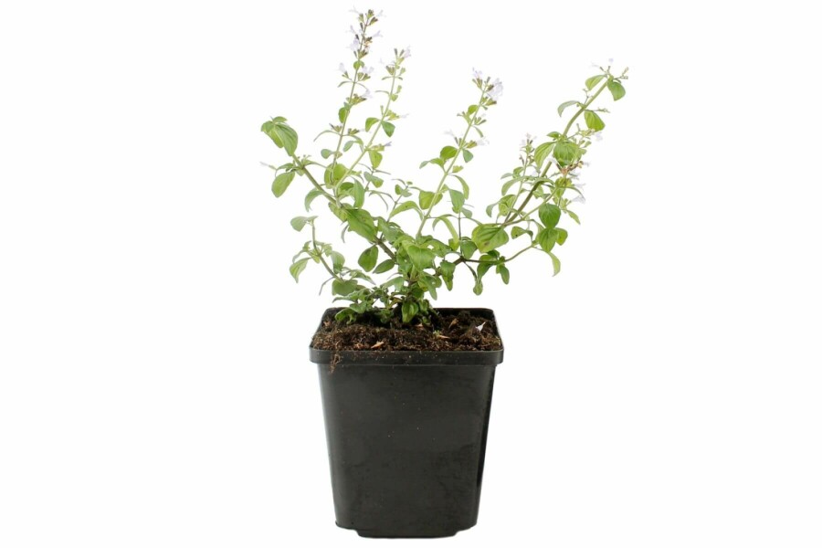 Garten-Steinquendel Calamintha nepeta ssp nepeta 5-10 Topf 9x9 cm (P9) Calamintha nepeta ssp nepeta