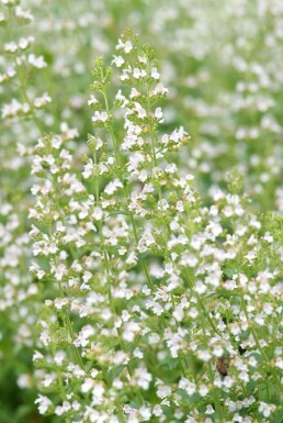 Garten-Steinquendel Calamintha nepeta ssp nepeta 5-10 Topf 9x9 cm (P9)