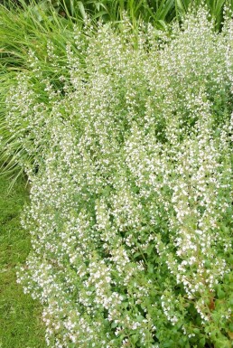 Garten-Steinquendel Calamintha nepeta ssp nepeta 5-10 Topf 9x9 cm (P9)