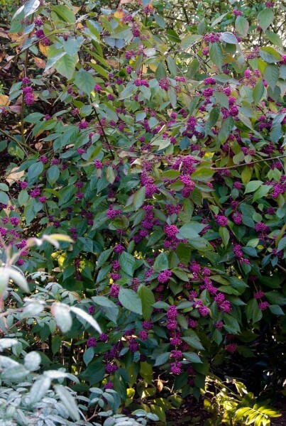 Callicarpa bodinieri 'Profusion' C12 60-80