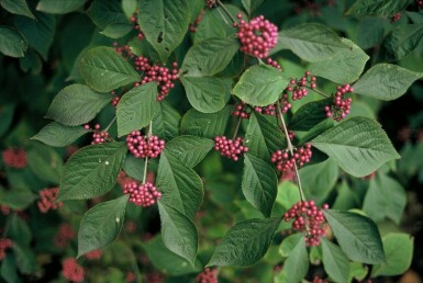 Callicarpa bodinieri 'Profusion' C12 60-80