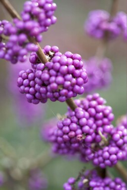 Schönfrucht Callicarpa bodinieri 'Profusion' Strauch 80-100 Topf 12 ltr. (C12) Callicarpa bodinieri 'Profusion' Strauch 80-100 cm