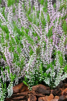 Sommerheide Calluna vulgaris Gardengirls 'Pink Angie' 5-10 Topf â
 9,5cm (P9,5) Calluna vulgaris Gardengirls 'Pink Angie'