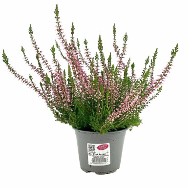 Sommerheide Calluna vulgaris Gardengirls 'Pink Angie' 5-10 Topf â
 9,5cm (P9,5) Calluna vulgaris Gardengirls 'Pink Angie'