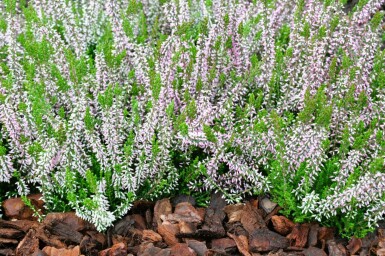 Sommerheide Calluna vulgaris Gardengirls 'Pink Angie' 5-10 Topf â 9,5cm (P9,5)